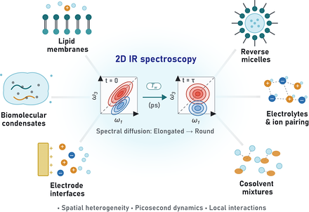 A radial diagram with "2D IR spectroscopy" at the centre, linked outward to six labelled environments: lipid membranes, reverse micelles, electrolytes and ion pairing, cosolvent mixtures, electrode interfaces, and biomolecular condensates, each drawn as a small schematic. At the centre sit two two-dimensional spectra with omega-one and omega-three axes, the first showing a diagonally elongated pair of contours at zero waiting time and the second a rounded pair after a picosecond waiting time, joined by an arrow labelled with the waiting time. A caption beneath reads "spectral diffusion: elongated to round", and a footer lists spatial heterogeneity, picosecond dynamics and local interactions.