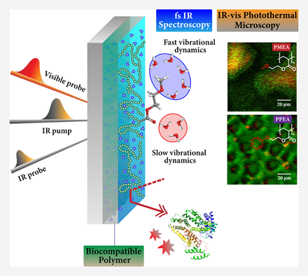 Graphical abstract: infrared pump and visible probe pulses strike a hydrated biocompatible polymer film. Two callouts distinguish fast and slow vibrational dynamics of interfacial water, alongside photothermal microscopy images of PMEA and PPEA surfaces.