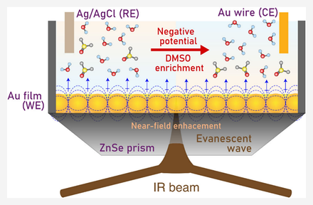Schematic of a spectro-electrochemical cell: an infrared beam enters a ZnSe prism and creates an evanescent wave at a gold film working electrode, with silver/silver-chloride reference and gold wire counter electrodes. An arrow marks DMSO enrichment at the surface under negative potential.