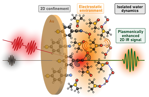 Schematic of surface-enhanced 2D IR at a gold surface. Infrared pump and probe pulses reach a gold disc bearing tethered nitrile probe molecules; beyond it, water and DMSO molecules are shown hydrogen bonded to one another. Labels mark two-dimensional confinement, the electrostatic environment, isolated water dynamics, and the plasmonically enhanced 2D IR signal that emerges.