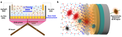 Two-panel schematic. Left: a SEIRAS cell where an infrared beam enters a zinc selenide prism, generating an evanescent wave enhanced at a gold film working electrode, with silver/silver-chloride reference and gold wire counter electrodes, and an arrow marking DMSO enrichment at negative potential. Right: the surface-enhanced 2D IR geometry, where pump and probe pulses interact with gold-tethered nitrile probe molecules and a plasmonically enhanced third-order signal emerges.